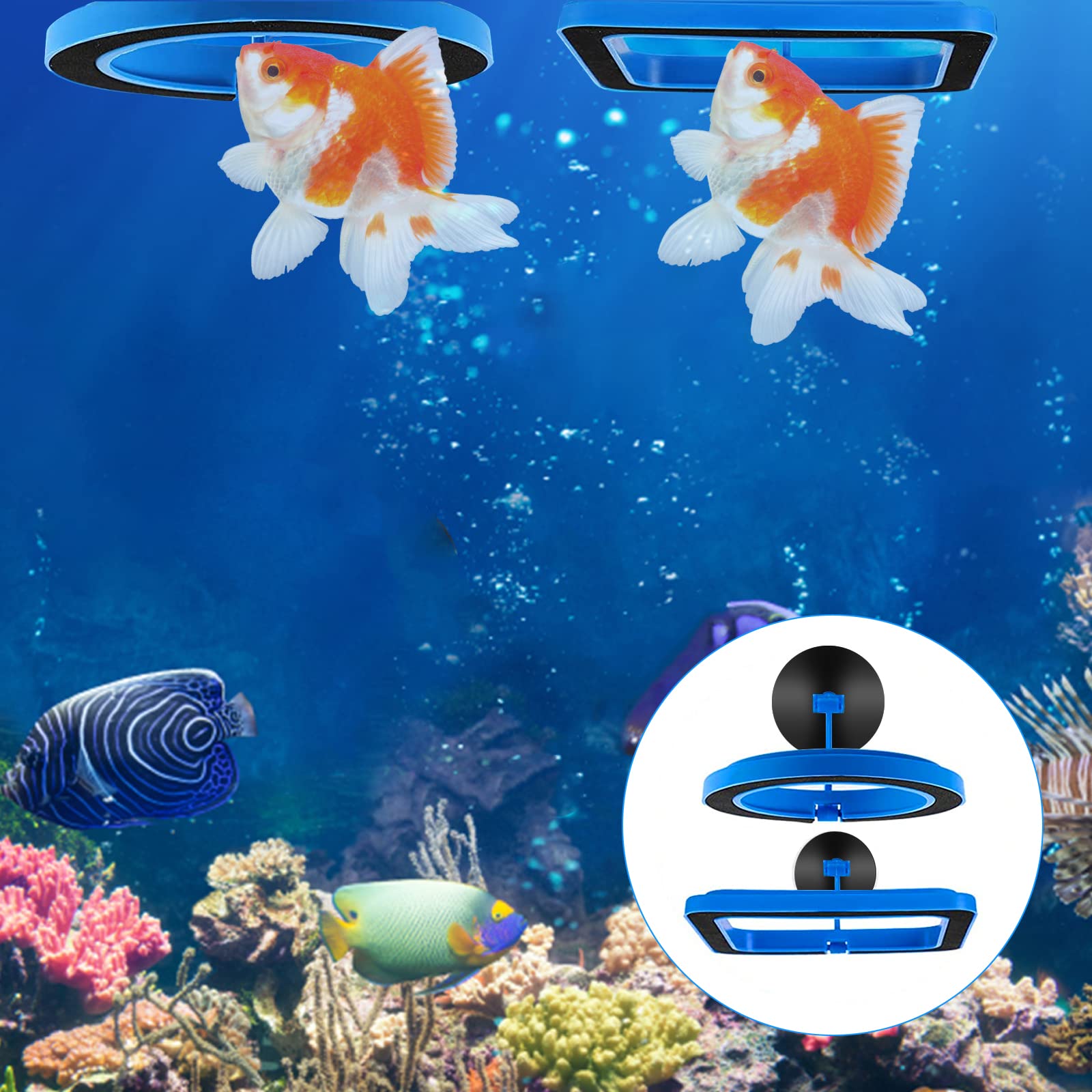 Cobee Lot de 2 mangeoires pour poissons d'aquarium - Accessoires circulaires pour gupy, Bettas, poissons rouges, tortues (bleu)