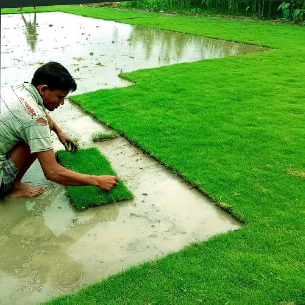 Original Lawn grass seeds for garden Pack of 6000 (B0CXMDZYC6) Amazon Price History, Amazon Price Tracker