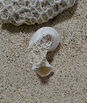 イシカブラ 天然石 ケオン 原石 パワーストーン 鉱物 標本 貝殻 ① イシカブラ 天然石 ケオン 原石 パワーストーン 鉱物 標本 貝殻 ①