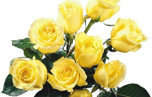 Semillas de flores de rosas amarillas para el hogar, balcón, jardín, patio, decoración en maceta, 100 semillas