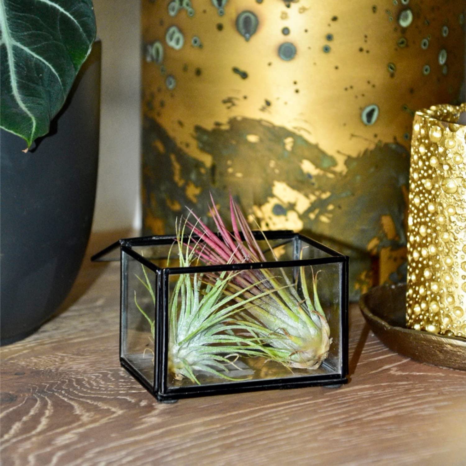 Tillandsia mélange de plante aérienne - lot de 10 plantes à air - Hauteur : 5-15 cm - décoration murale de rebord de fenêtre tillandsia succulentes plantes d'intérieur