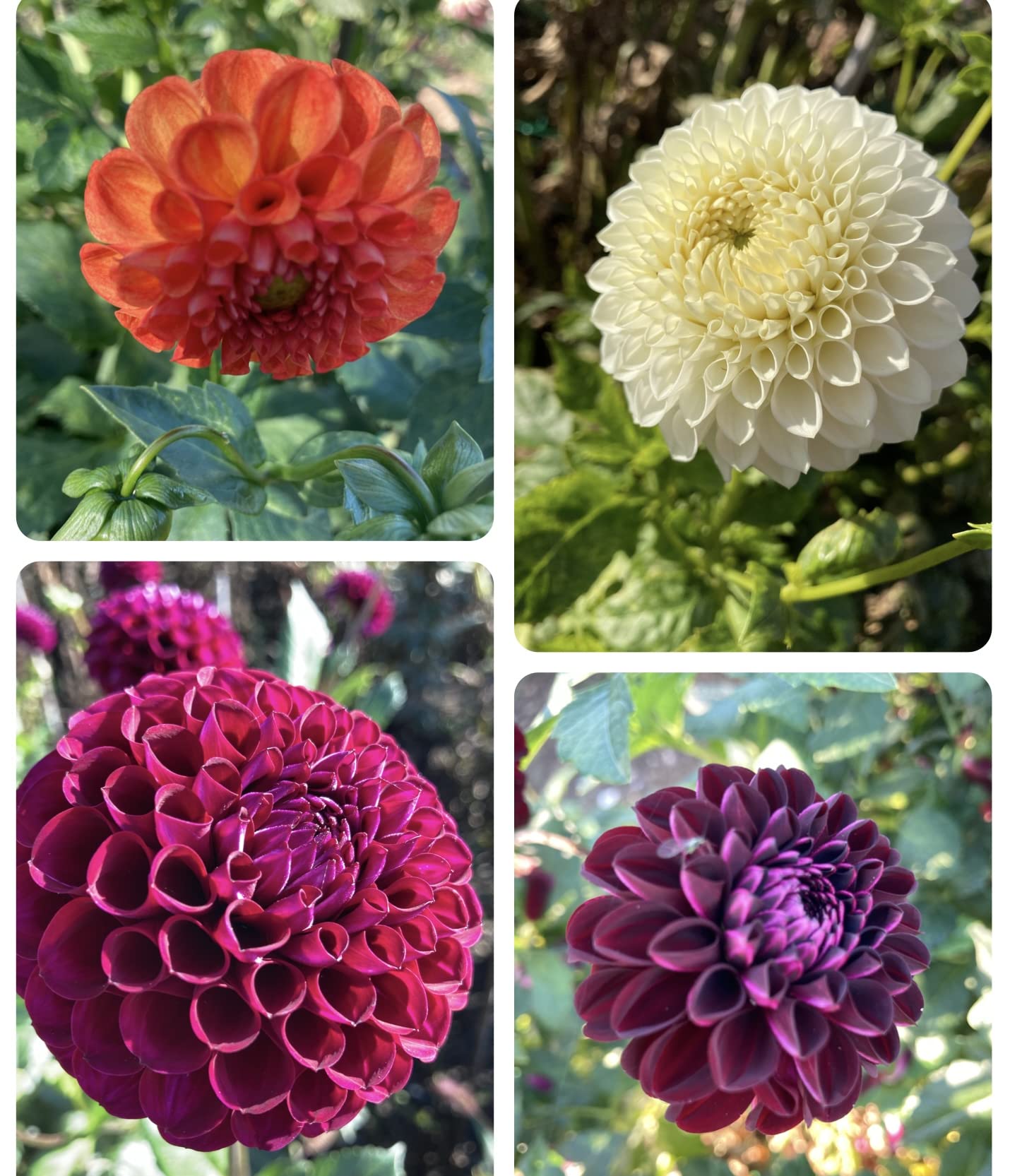 Dahlias à pompons pour fleurir un jardin tout l'été : lot de 5 bulbes