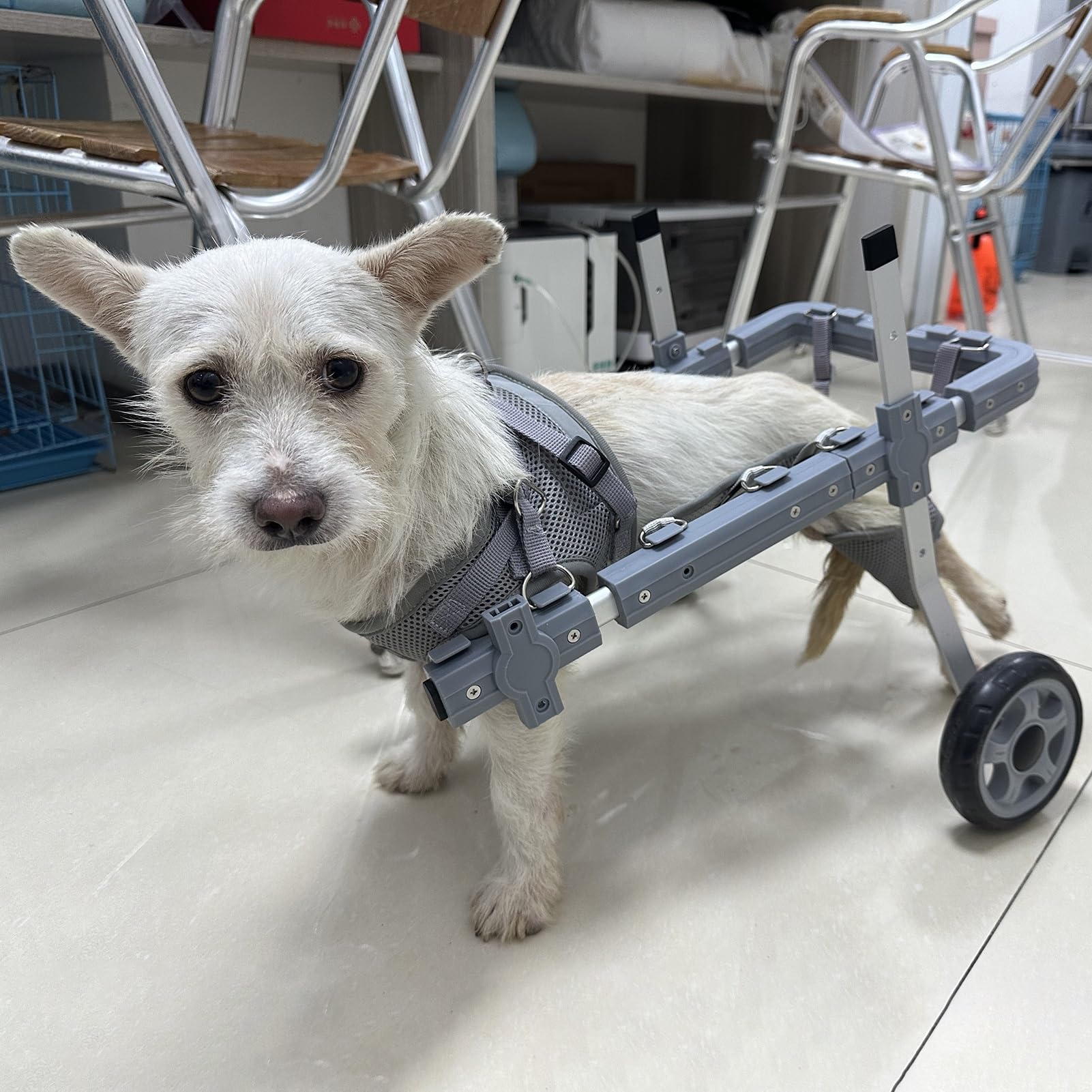 Silla de ruedas para perros de 2 ruedas y cachorros de tamaño pequeño