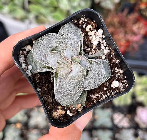 Miniatura 2 de USKC Cactus vivo y plantas suculentas (maceta Kalanchoe Eriophylla)