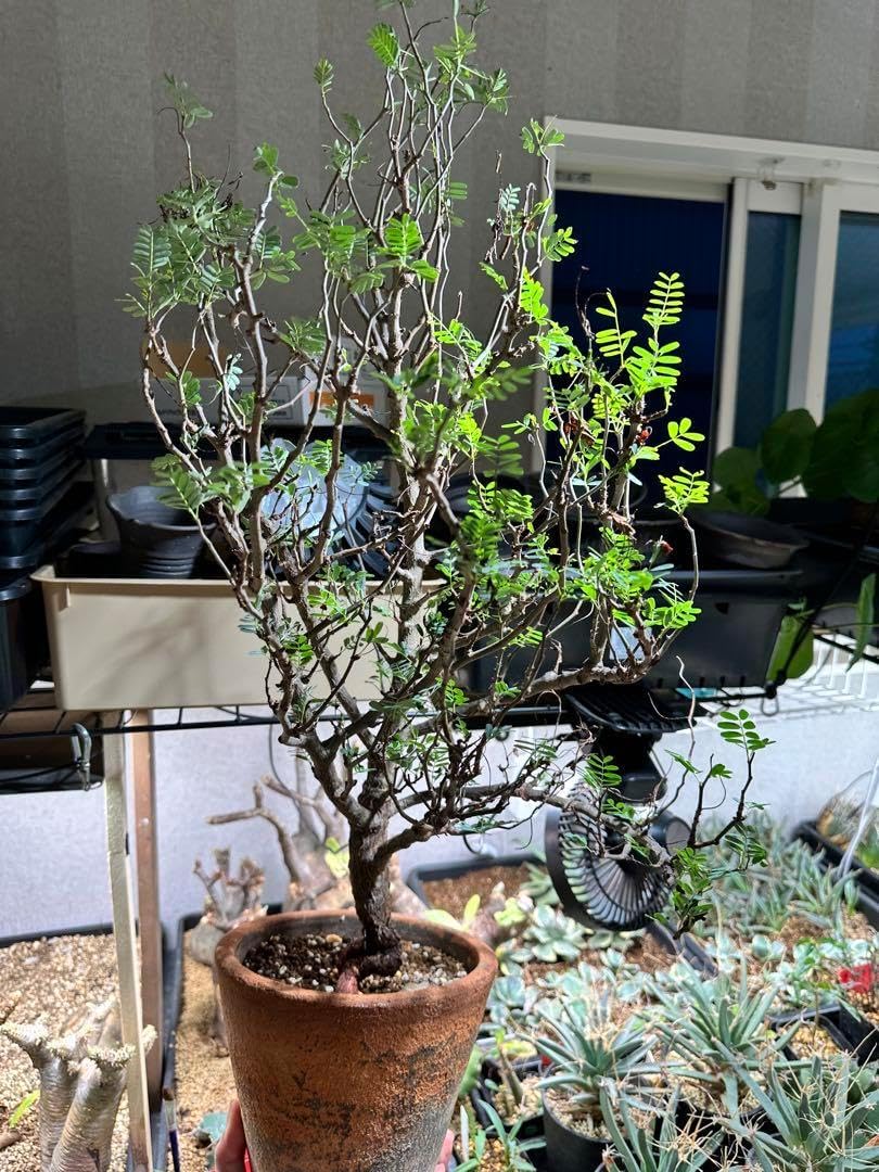 パンダガジュマル 8号 室内 レア ゴムの木 多幸の木 鉢 観葉植物の販売