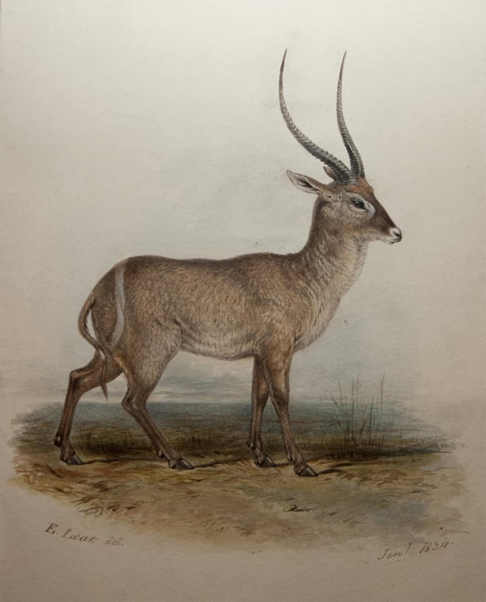 ARTXLXXBN Famous Painting Canvas Artwork Graffiti Print Bohor Reedbuck by Edward Leaars Portrait Canvas Image for Home Decor 60x90cm