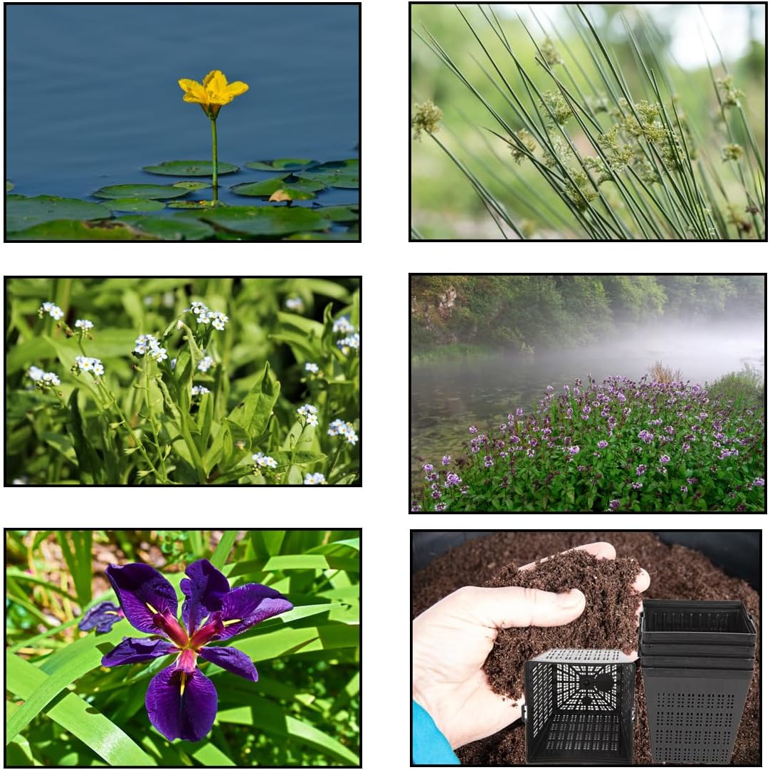 Lincolnshire Pond Plants Ltd - Pond Starter & Top up Pack - Oxygenating - Compost and Pots (XS)