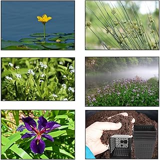 Lincolnshire Pond Plants Ltd XS- Extra Small Pond Pack Bareroot