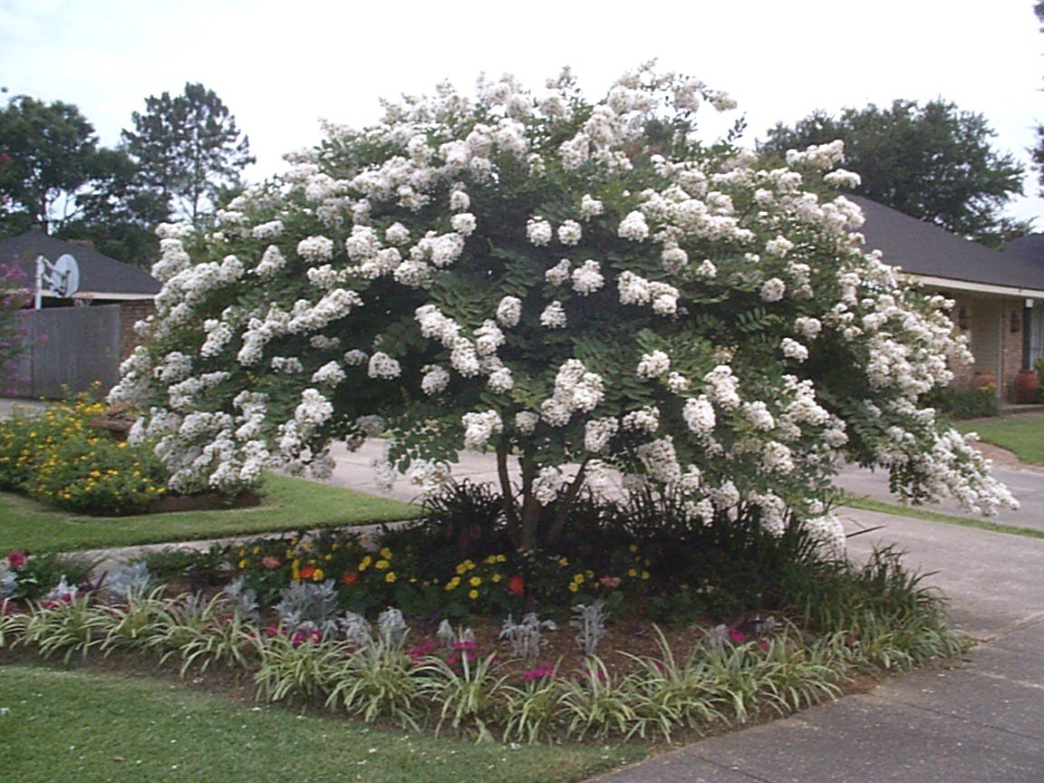 Acoma Crape Myrtle Weeping White