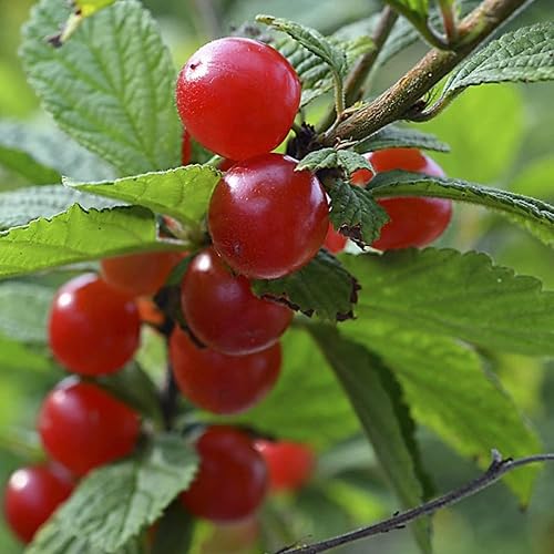 Miniatura 6 de YEGAOL Garden - Semillas de tomentosa de Prunus Tomentosa, cereza de Nanking, arbusto caducifolio de cereza manchú, flores aromáticas ornamentales,