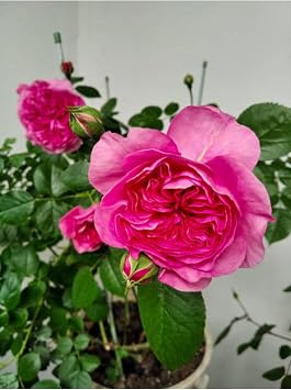 Yediveren Kokulu Katmerli Pembe G l Fidan , Saks l , 30-55 cm