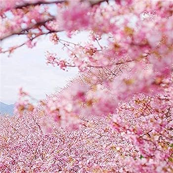 cherry blossom 様 Matte White and Black Cherry Blossom-Kawasaki ZX-6R 2019