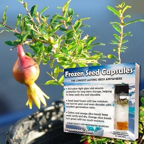 Miniatura 2 de Orange Master Semillas de granada (Punica granatum) 10 semillas en cápsulas de semillas congeladas para The Gardener & Rare Seeds Collector - Planta