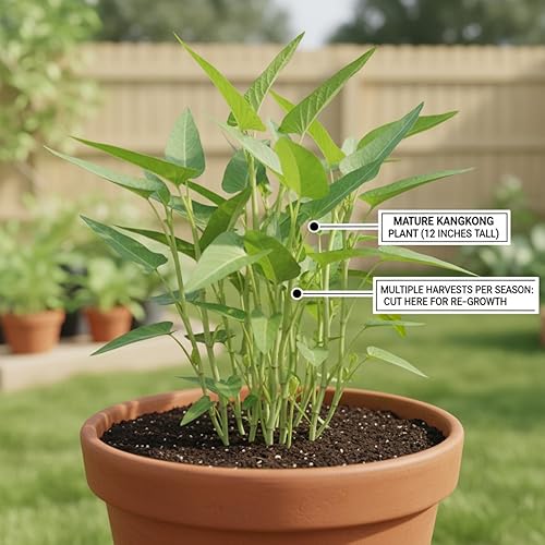 Miniatura 3 de Kong Xin - Semillas CAI de 0.5 onzas, más de 350 semillas de vegetales para plantar