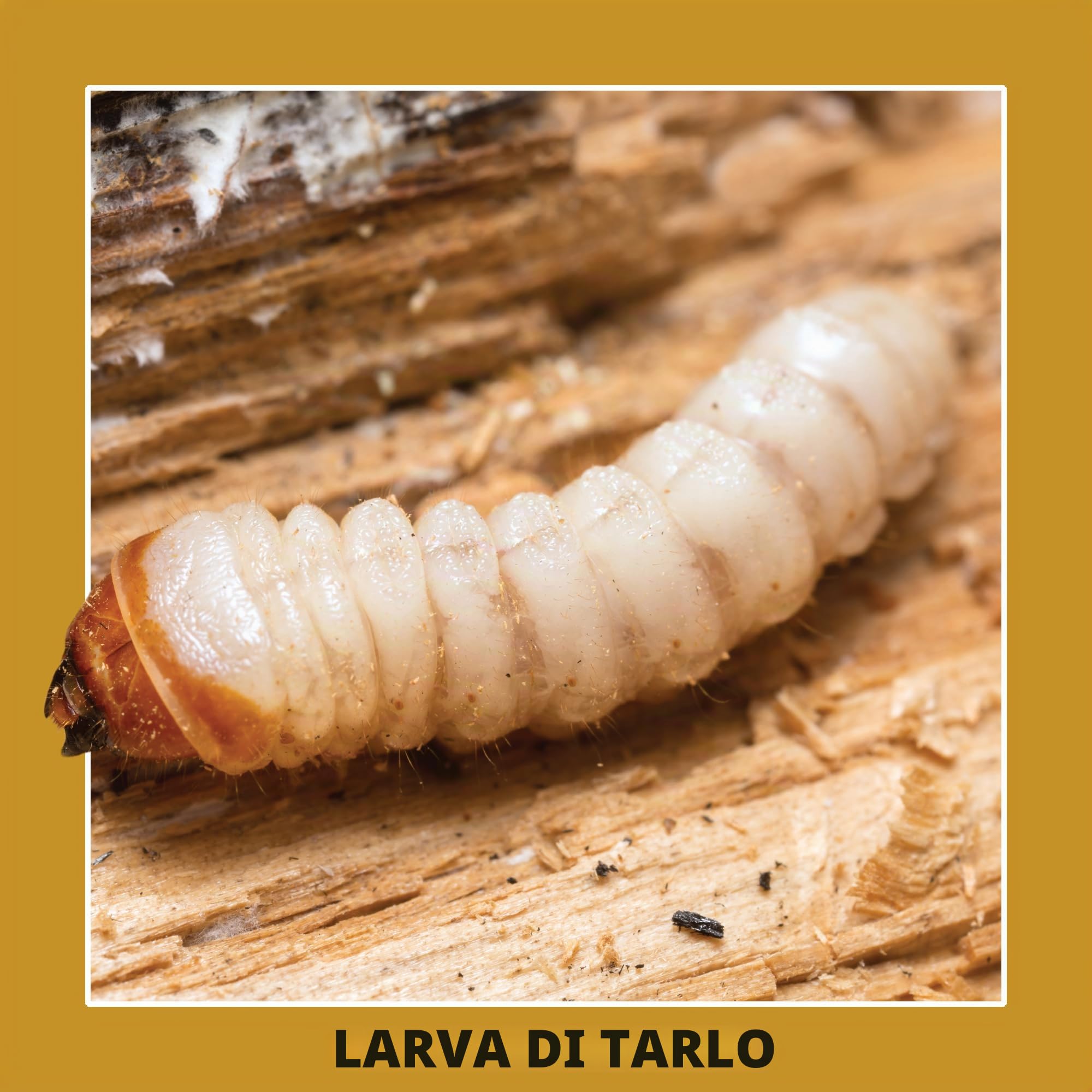 Soluguard Antitarlo – 5 Litri – Trattamento Antitarlo e Antitermiti per Legno, Pronto all’Uso, ad Alta Concentrazione, Formula Trasparente