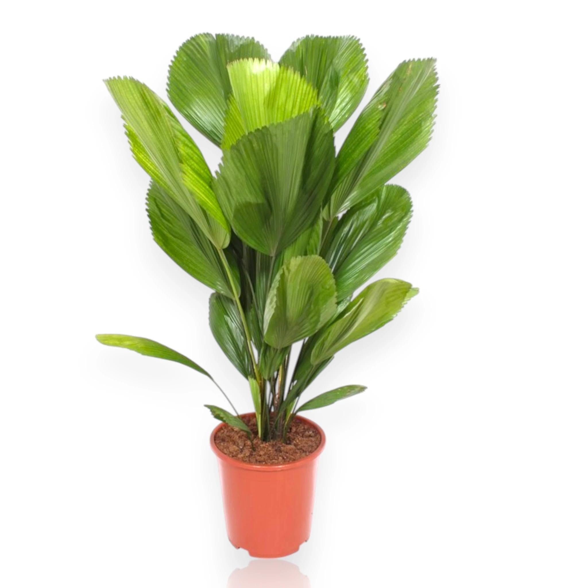 Licuala Pianta Ornamentale da Interno, Verde, 80 cm, Vaso 19