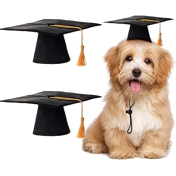 puppy graduation hat