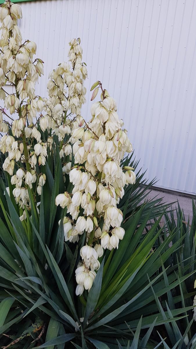Yucca gloriosa dague espagnol résistant au sec arbuste persistant de plein soleil
