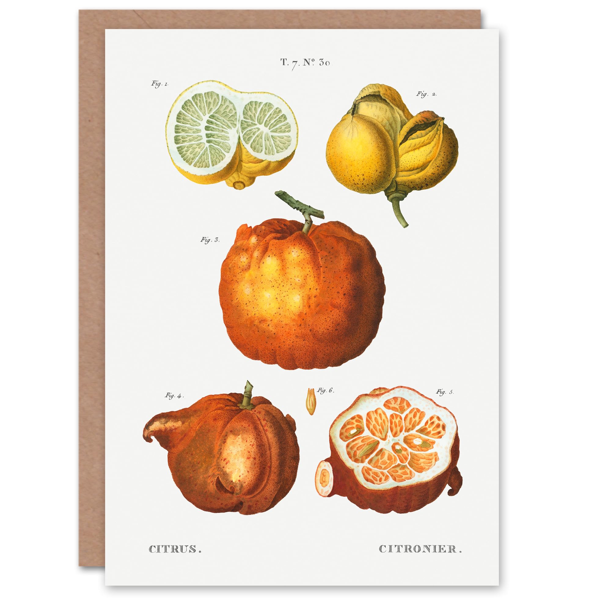Artery8 Pierre-Joseph Redouté Art Card Citrus Fruit Vintage Illustration