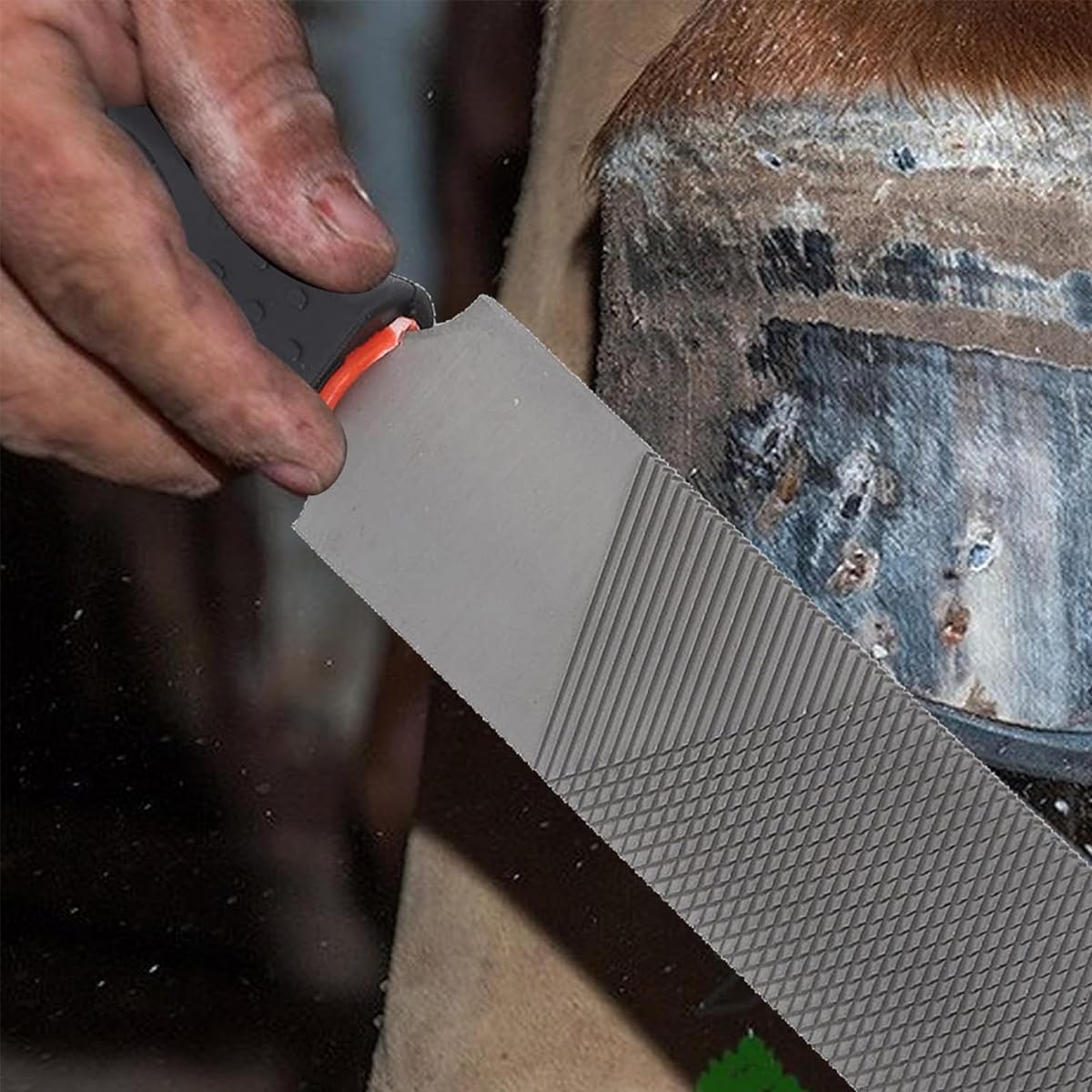 Escofina para Cascos de Caballo de 8 Pulgadas, Lima de Acero con Alto Contenido de Carbono para Recortar herraduras, Herramienta para herrador, Herramienta de herrador de Cabeza Redonda