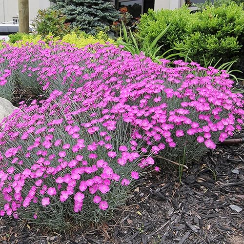 Miniatura 4 de QAUZUY GARDEN 100 Semillas Pink Dianthus Cheddar Pinks Carnation Sweet William Seeds Perenne Flower Heirloom Cubierta de suelo fácil de cultivar