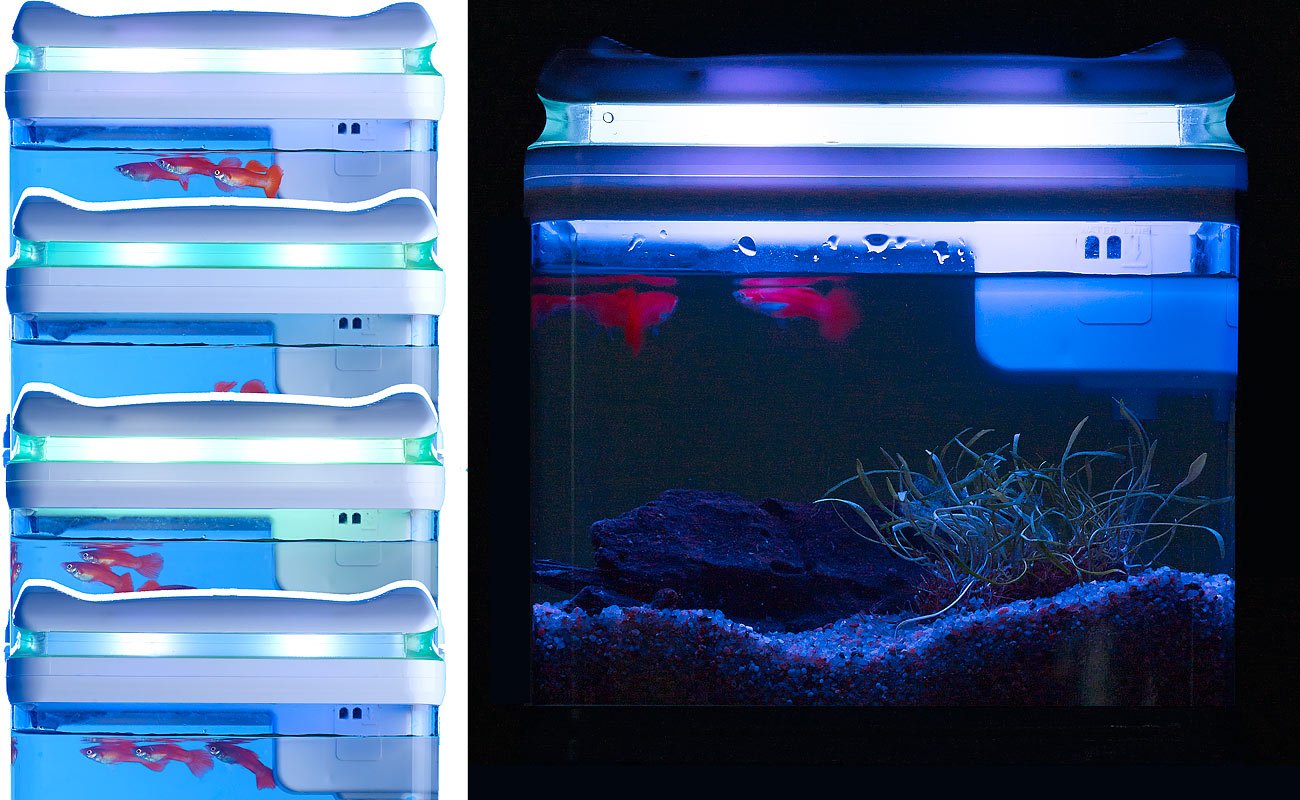 Aquarium: Transport-Fischbecken mit Filter, LED-Beleuchtung und USB, 3,3 Liter (Mini Aquarium, USB, Glas)