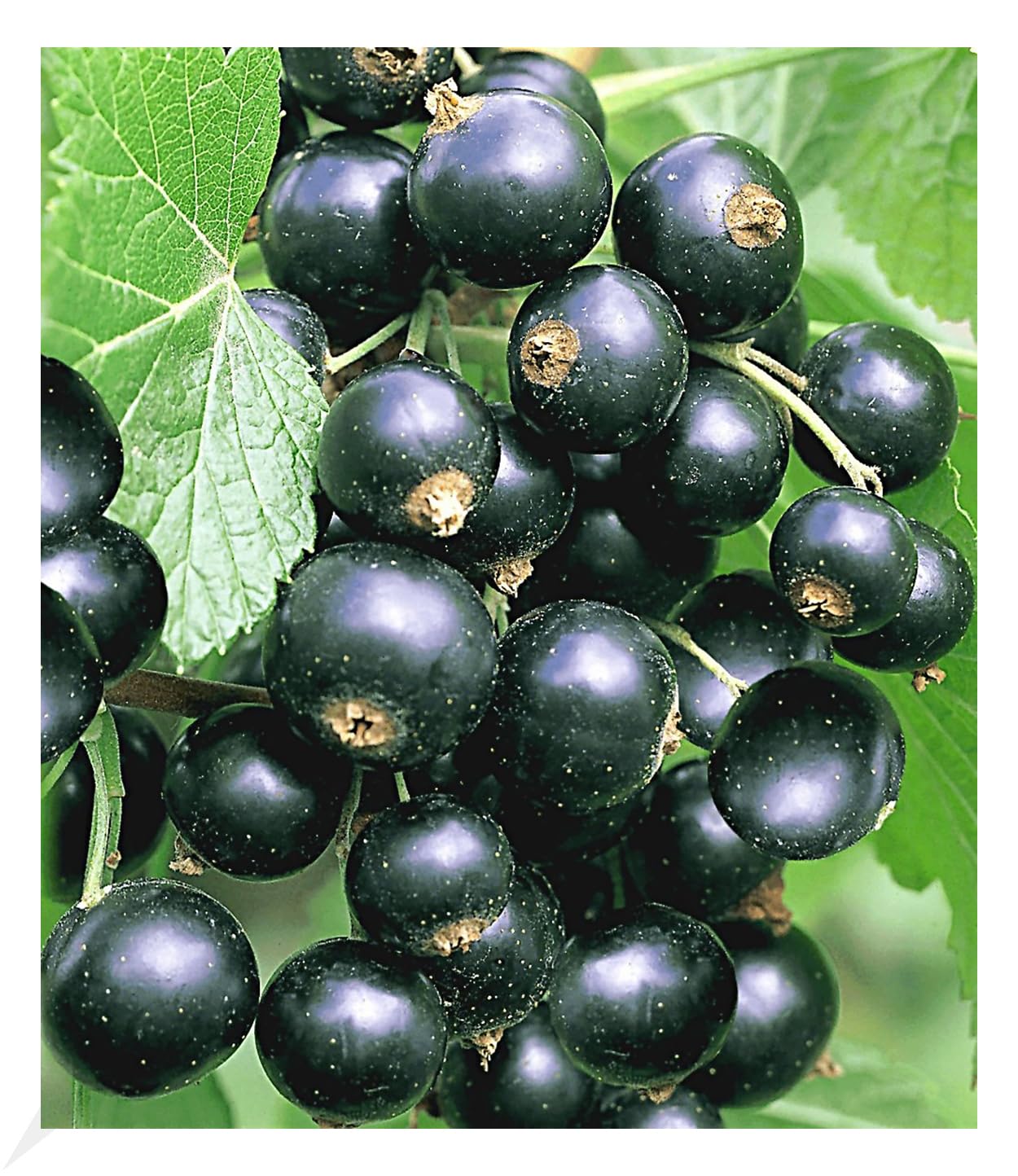 BALDUR Garten 1x Johannisbeere 'Schwarze Titania', Pflanze im 2 Liter-Topf, Ribes nigrum Johannisbeerstrauch, Beerenobst winterhart, pflegeleicht, selbstfruchtend, reiche Ernte an essbaren Früchten