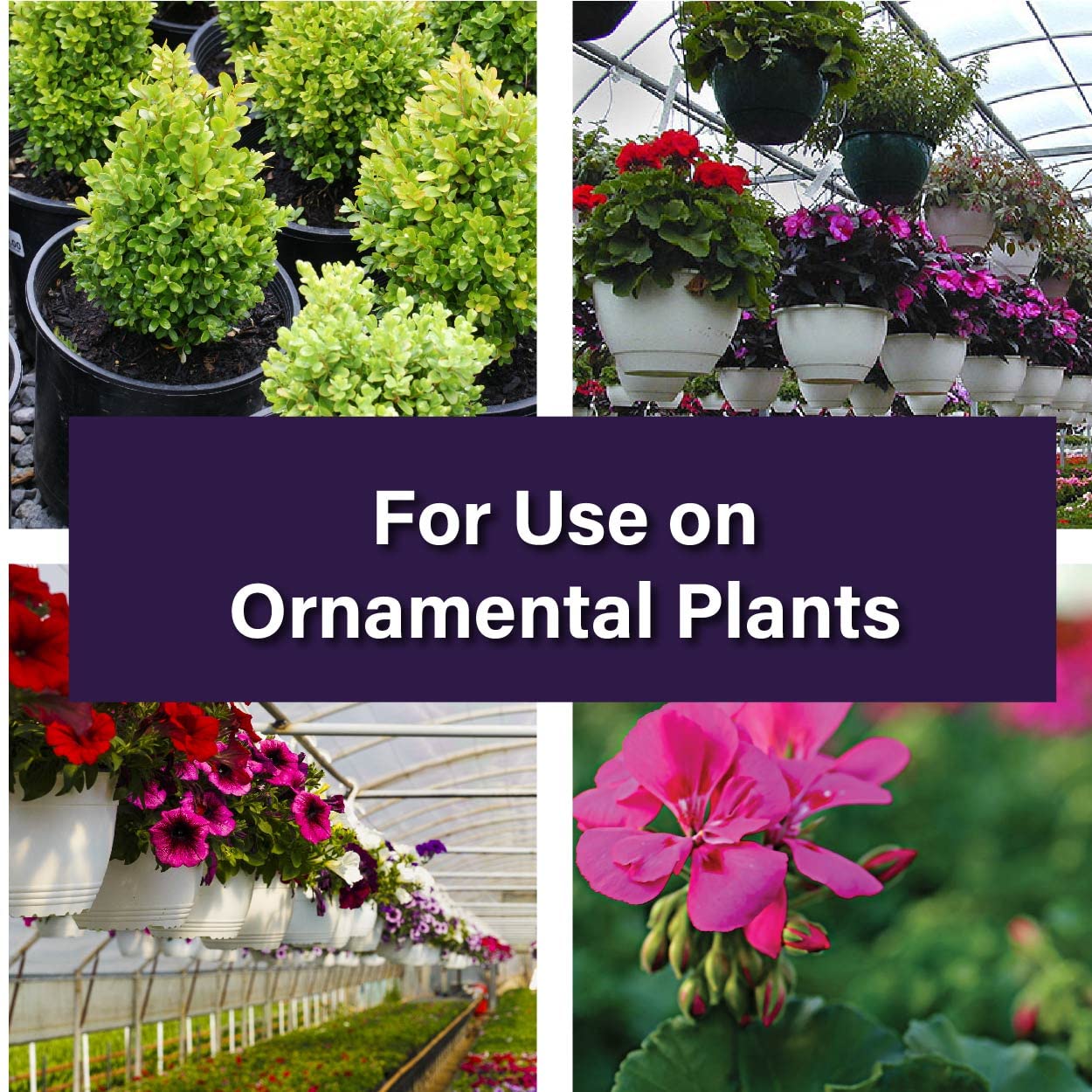 Buy Pyrus TR Greenhouse Fogger (2oz) Total Release Pyrethrin