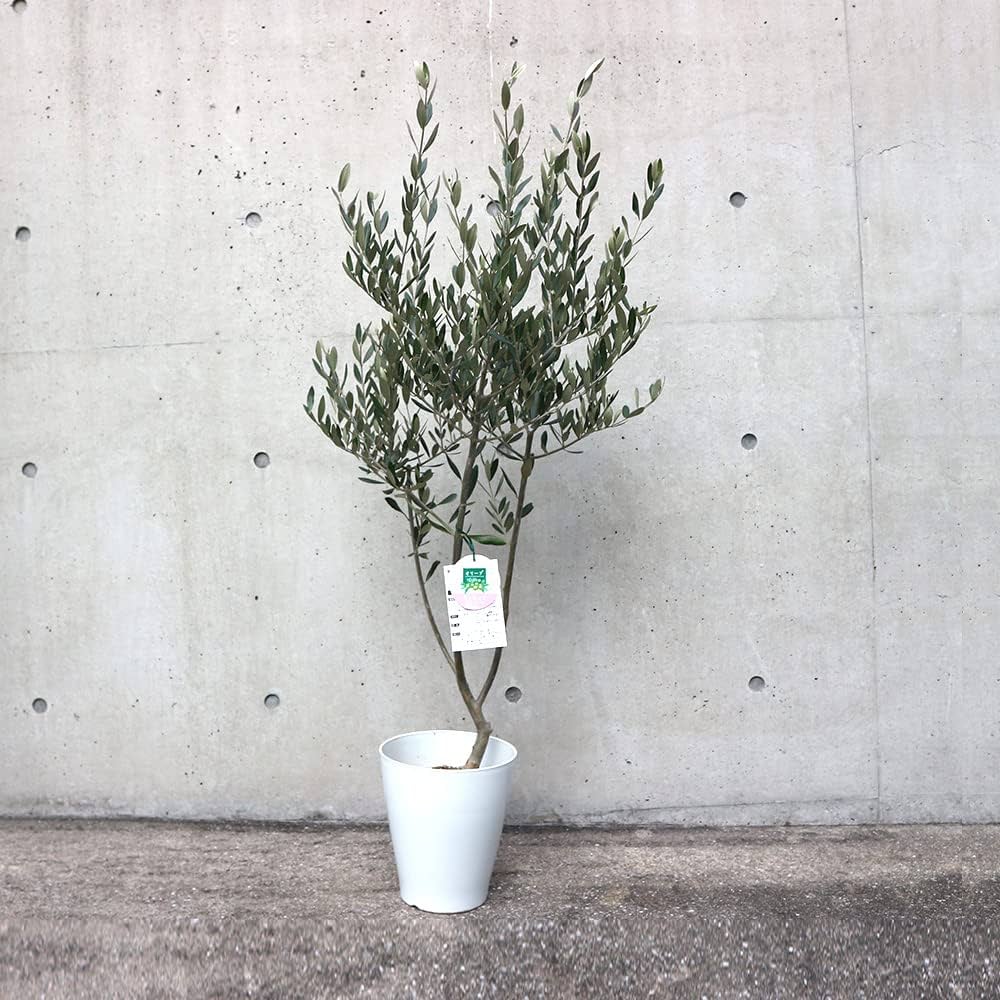 オリーブの木　ミッション　7号　約110cm　NO.560　人気品種　一点物 オリーブの木 ミッション 7号 約110cm NO.560 人気品種 一点物