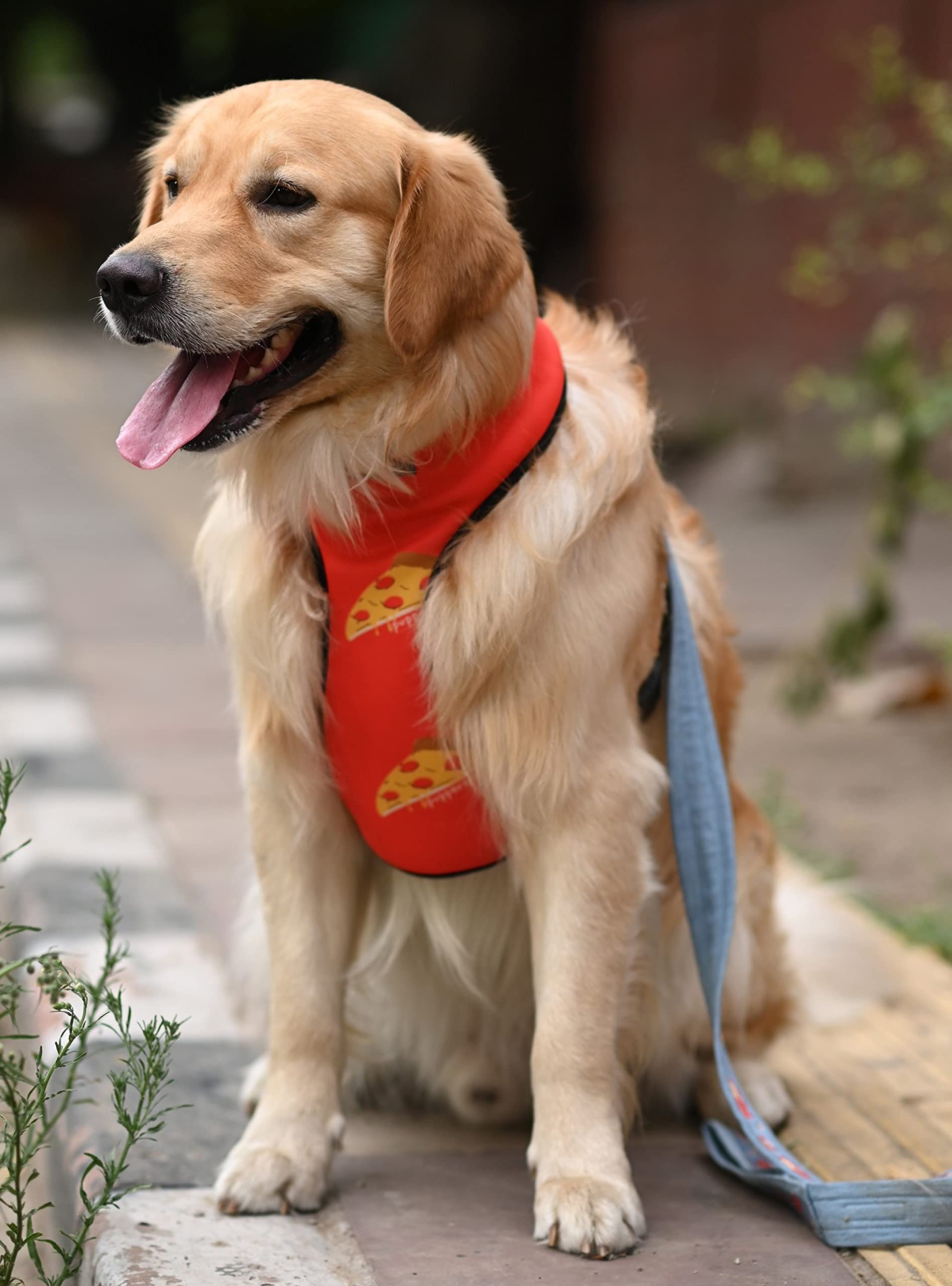 Mutt of Course Pupperoni Pizza Dog Harness (Medium)