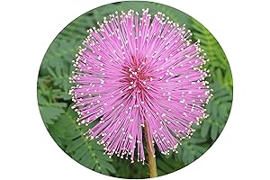 Sunshine Pink Mimosa: A Touch-Me-Not Plant Delicacy