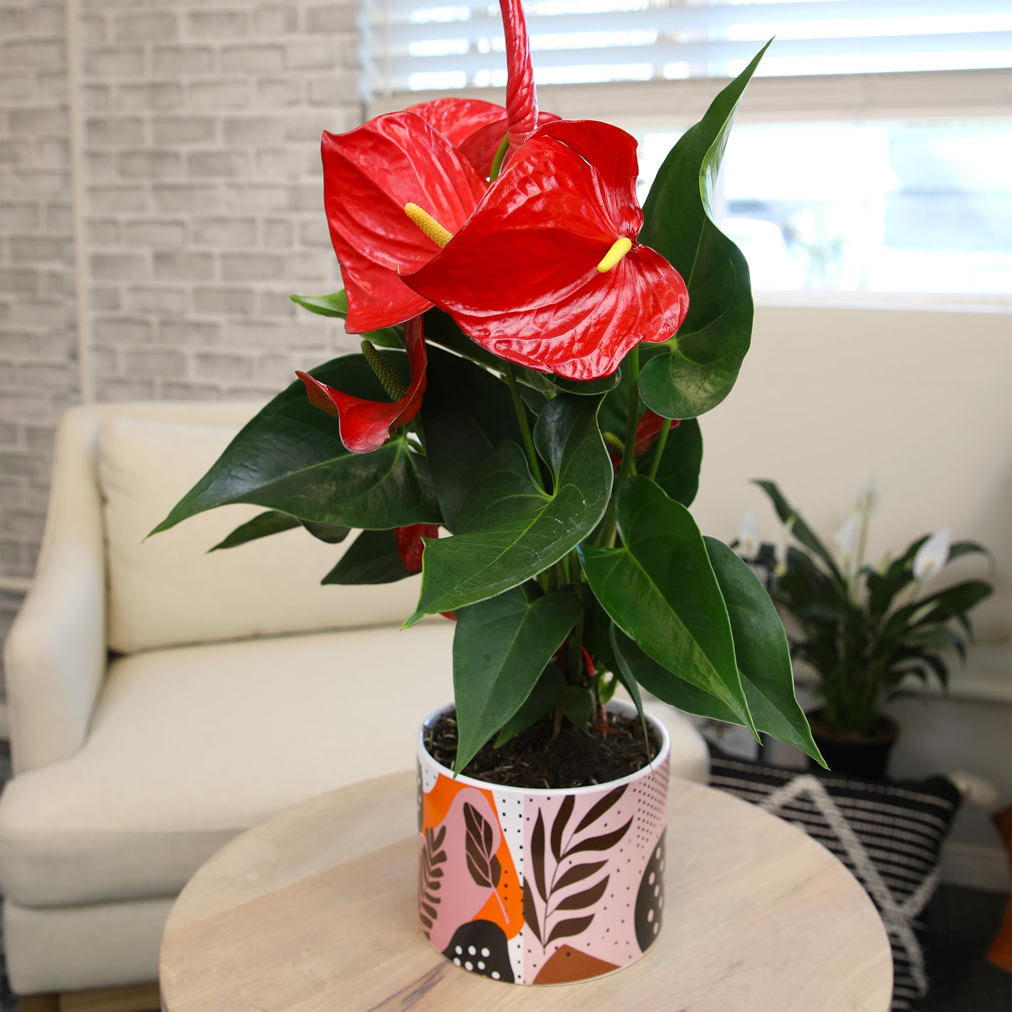 Amazon.com: Large Red Anthurium Live Plant Decor, 6" Modern Planter, Plant  Lover Gifts for Plant Lovers, Live Plants Indoor Plants Live Houseplants,  Real Plants Indoor House Plants Easy Plants by Plants for