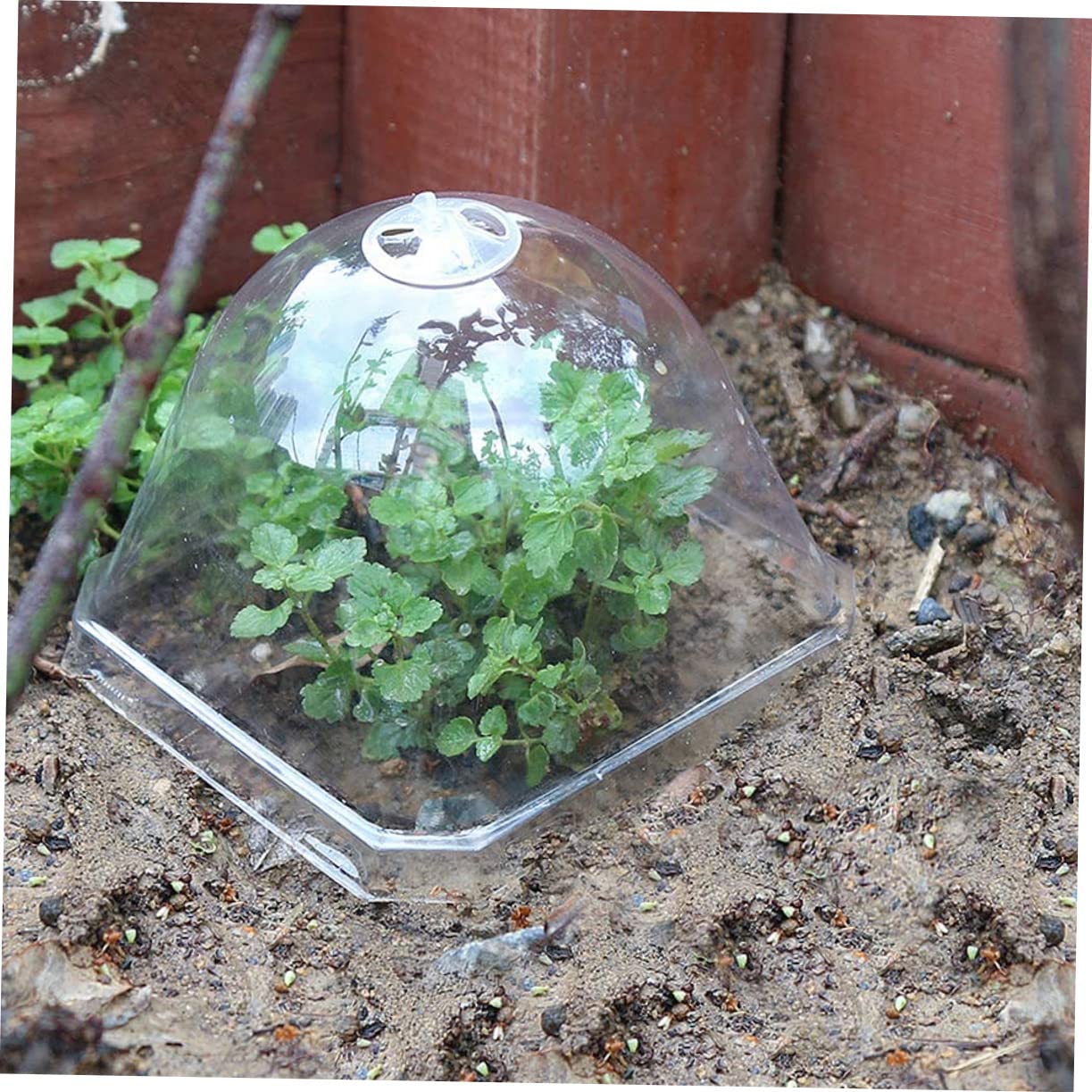 INOOMP 60stücke Teiliges Transparentes Pflanzendom-gewächshaus Mit Luftventil Idealer Pflanzenschutz Für Verschiedene Wetterbedingungen Praktisches Gartenwerkzeug Für Kleinere
