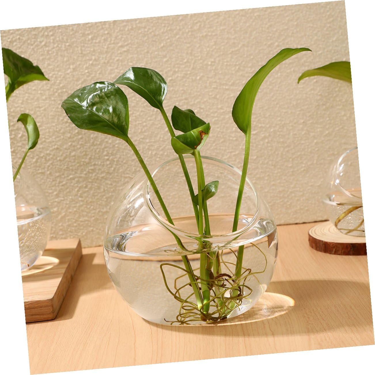Contenitore Terrario in Vetro 3 Pezzi da 10-135 CM per Micro Paesaggi Bottiglia Ecologica Fai da Te per Piante Succulente da Tavolo e Decorazione Naturale Interna