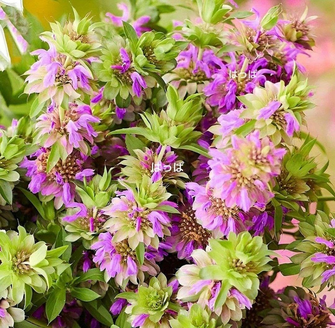 三輪山麓のハーブ農園花咲さま専用 ベルガモット 3年生 7号21cmポリポット入 三輪山麓のハーブ農園花咲さま専用 ベルガモット 3年生 7号21cm