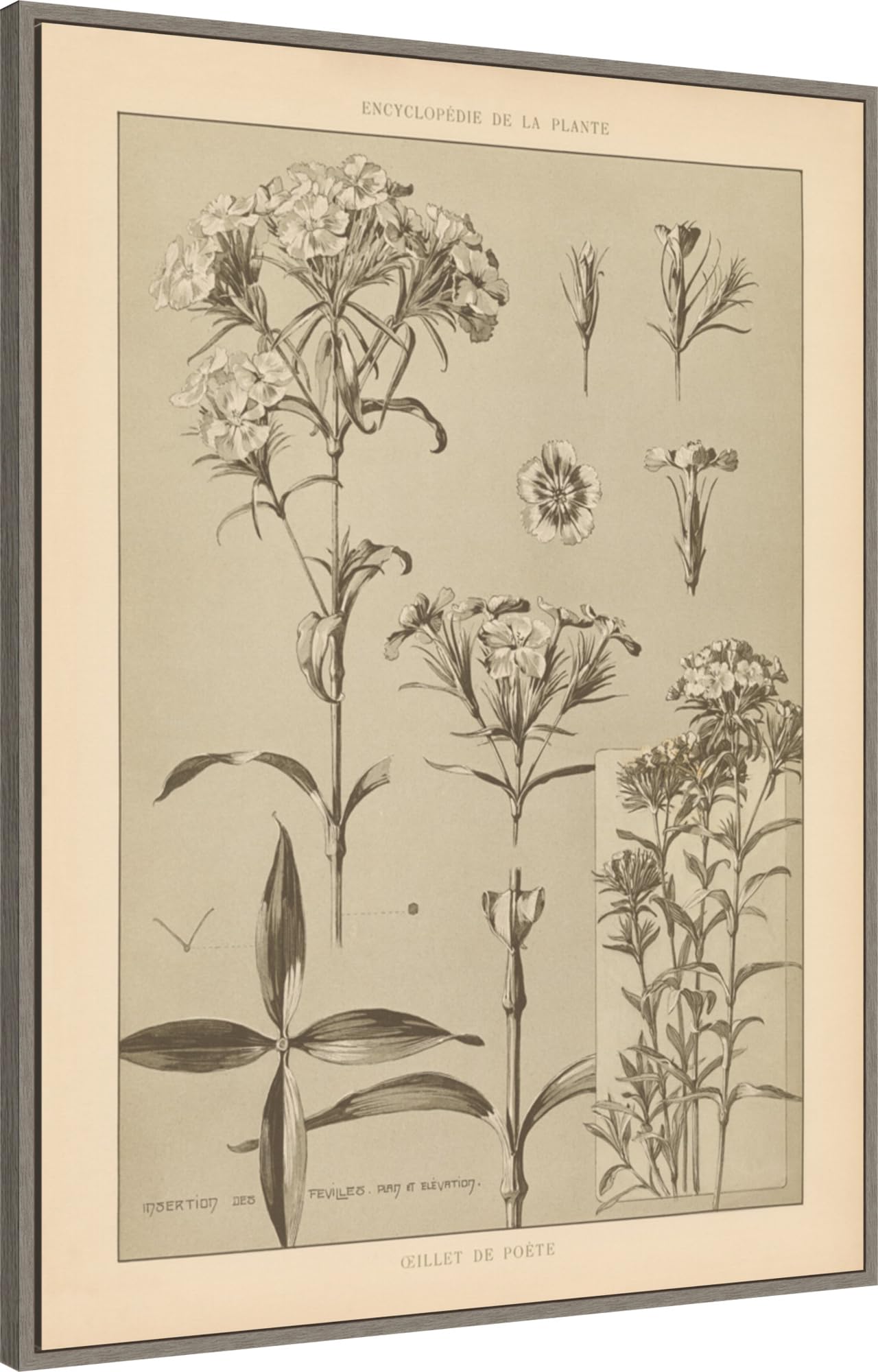 Amanti Art Framed Canvas Wall Art 42x32 Lithograph Florals III by Wild Apple Portfolio, Framed Wall Art Canvas, Flowers Artwork, Country Rustic Decor, Oversize Poster Painting for Living Room,