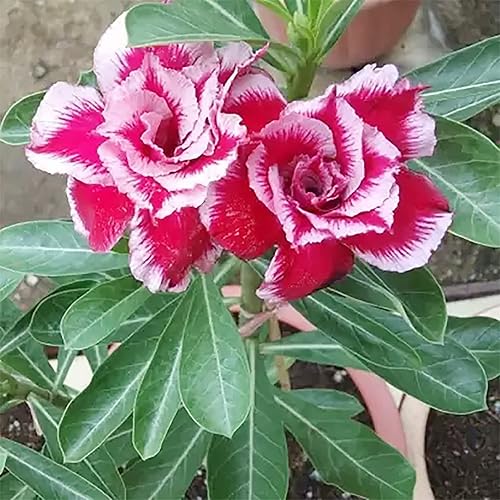 Miniatura 3 de QAUZUY GARDEN 15 semillas de rosa del desierto rosa y blanco  Adenium Obesum, Sabi Star  Semillas de flores de reliquia sin OMG  Atractiva planta