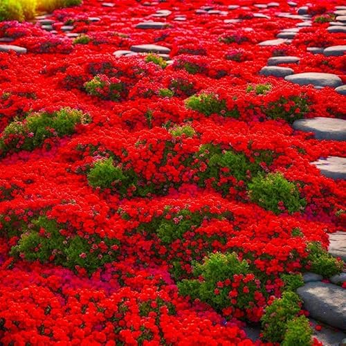 19000 Creeping Thyme Seeds for Planting Outdoors, Low Growing Fragrant Perennial Herb, Drought Tolerant Ground Cover, Lawn Alternative