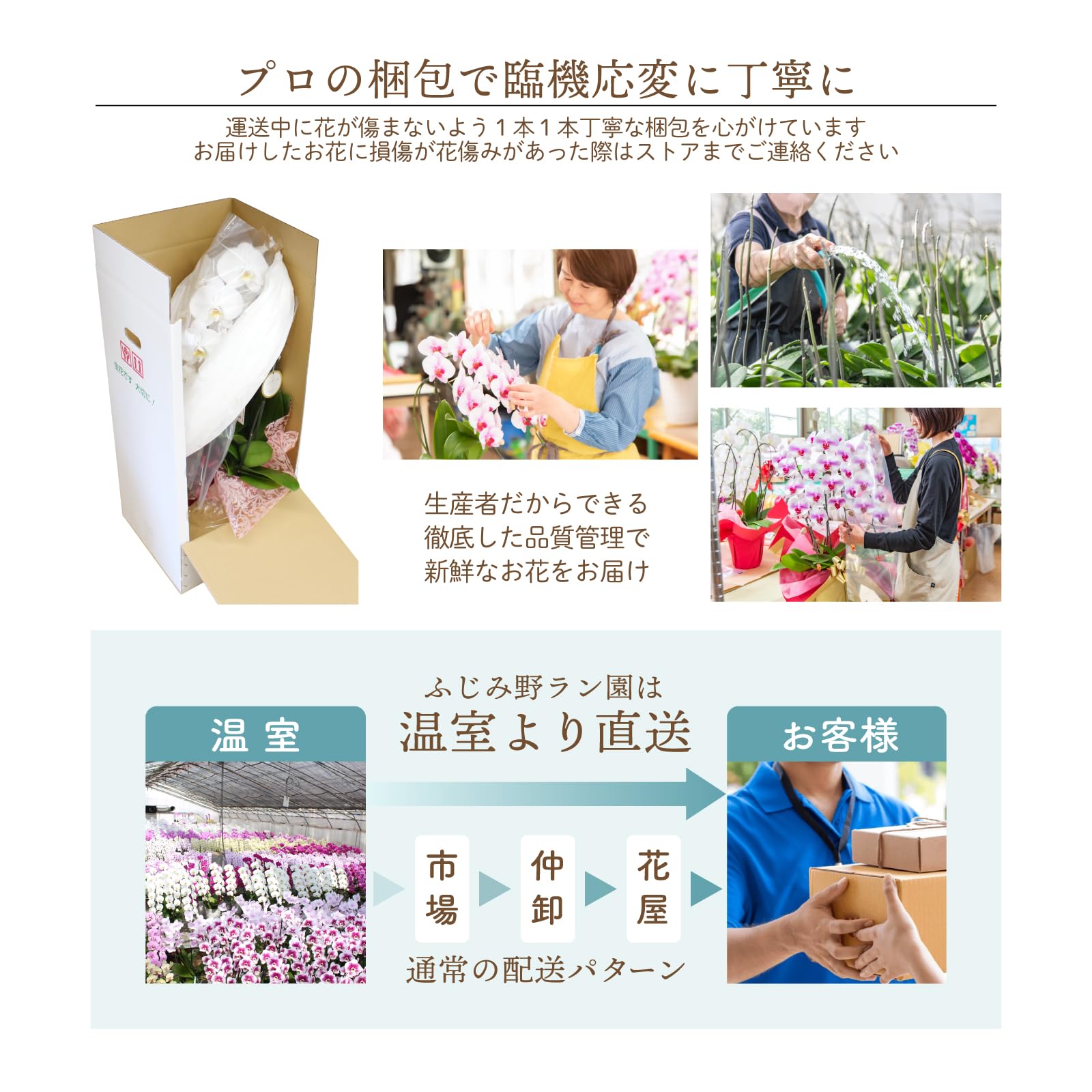 Amazon｜ふじみ野ラン園 大輪胡蝶蘭3本立ち 会社関係にも個人的な