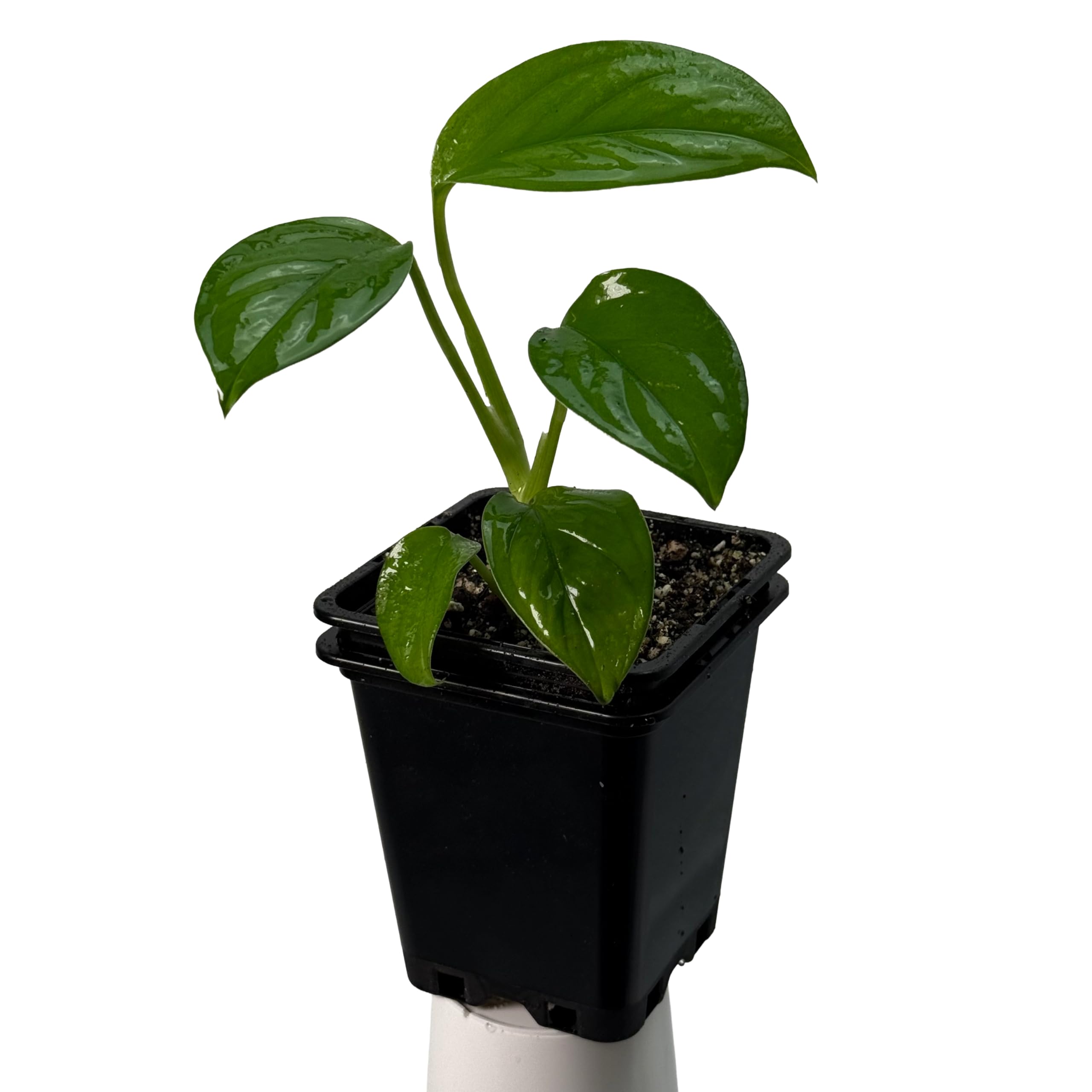 Monstera obliqua cf pangui – pianta da interno rara | pianta rampicante per tutore in muschio e supporto | pianta da collezione esclusiva per ambienti interni