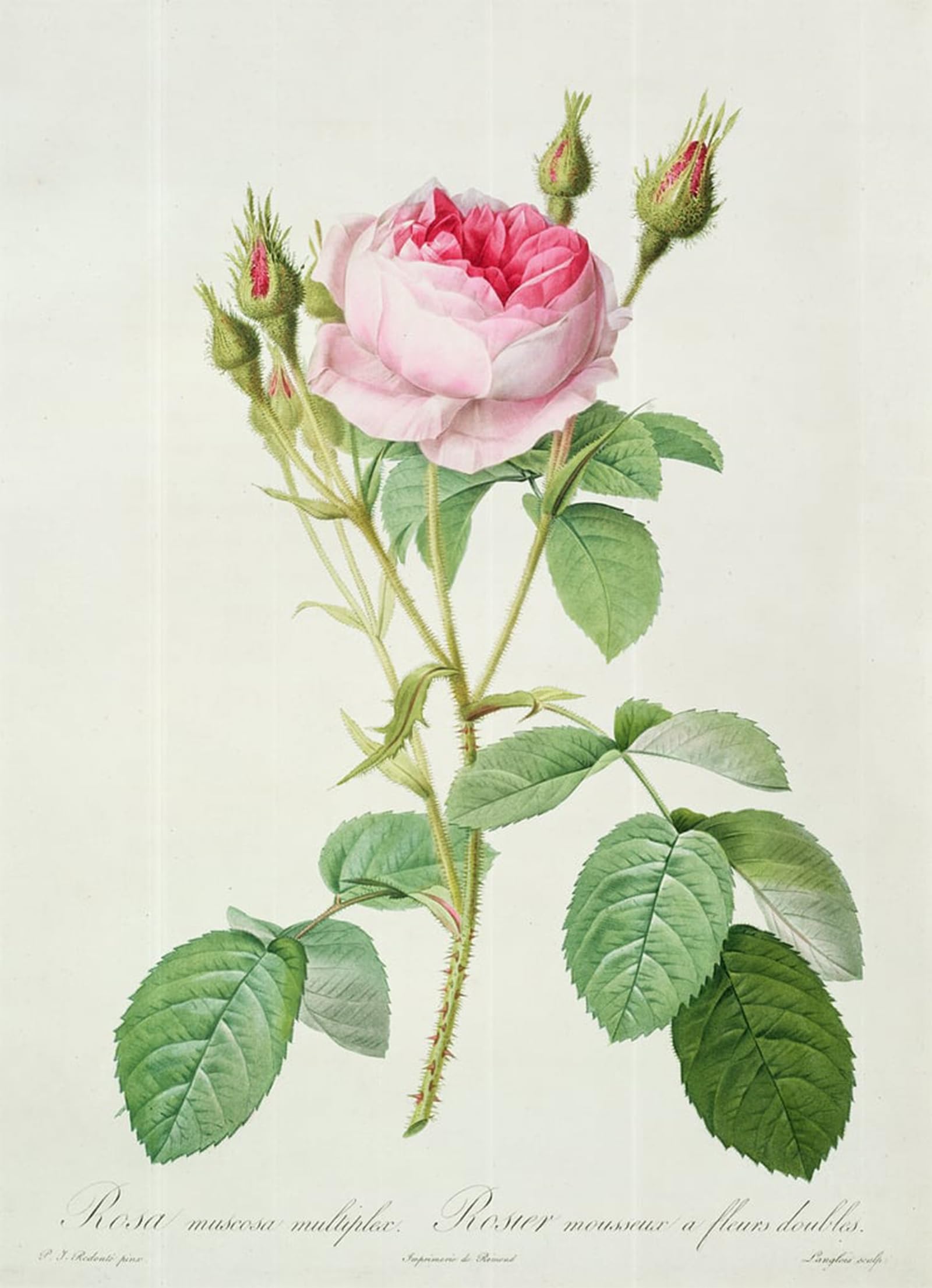 Posteriik No Frame Vintage Art Print Images Pictures Print Rosa Muscosa Multiplex By Pierre Redouté Modern Colour Posters For Office Home Decor 60X90cm