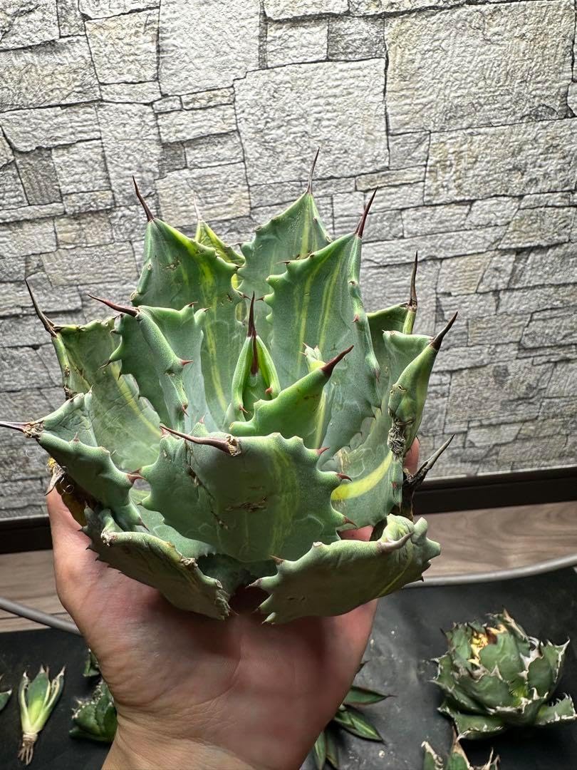 アガベ】雷神錦 ボールタイプ 1600フォロー アガベ】雷神錦 ボール