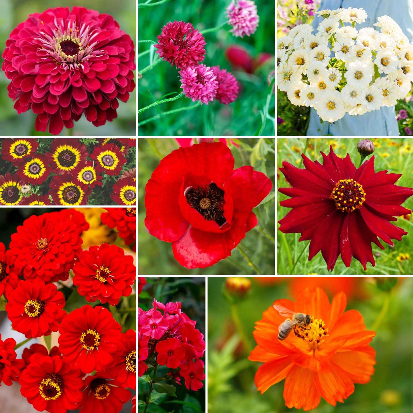 Eden Brothers Big Red Flower Mix