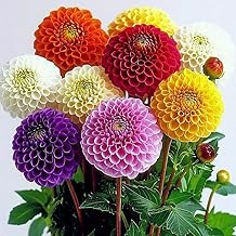 35 Mixed Pompom Dahlia Seeds - SemiSauvage Permaculture