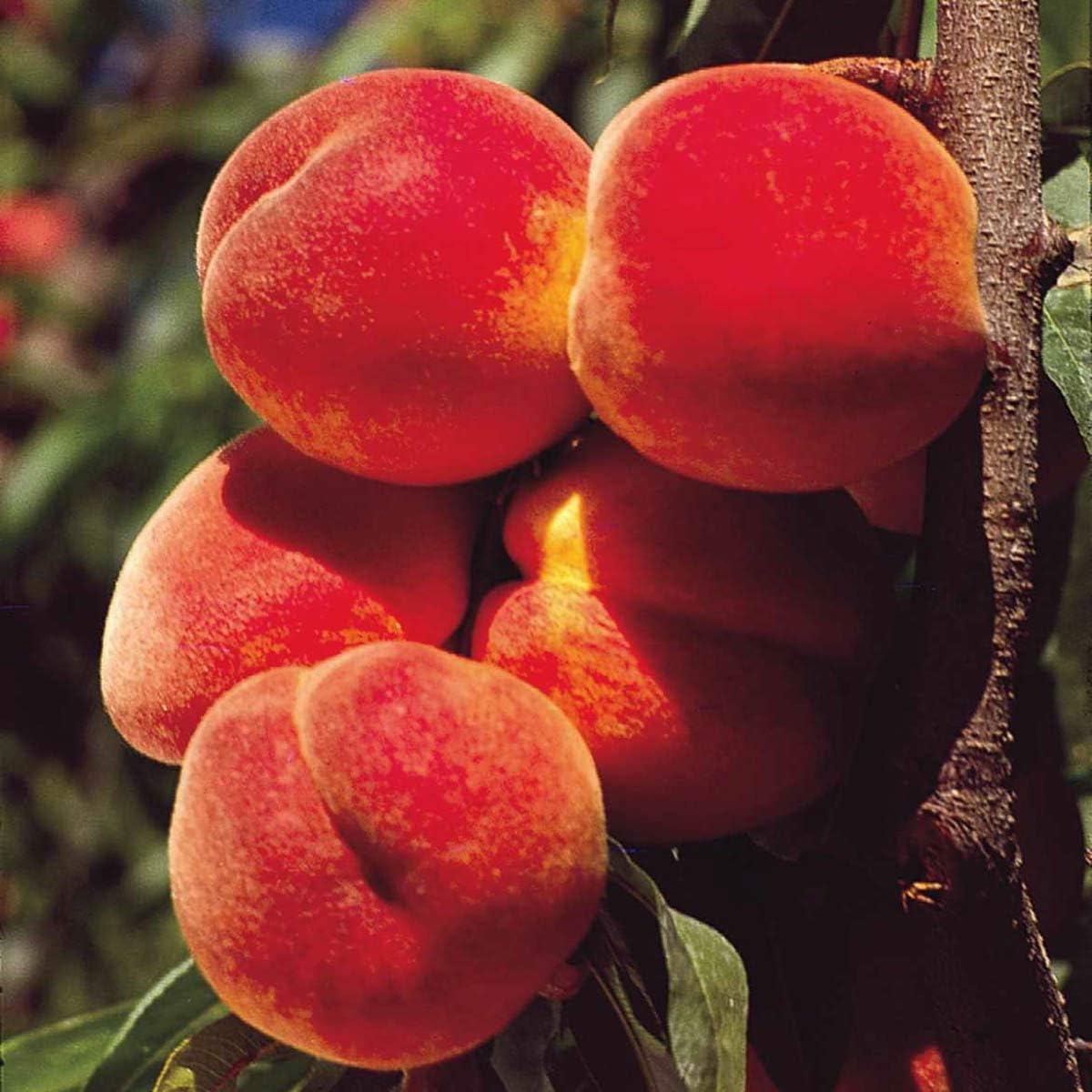 Elberta Peach Fruit Tree, Live Bare Root Tree - an all time favorite peach variety. includes 1 tree per order. Due to regulations can't ship to AL, AR, CA, CO, ID, LA, MS, OR, PR, WA