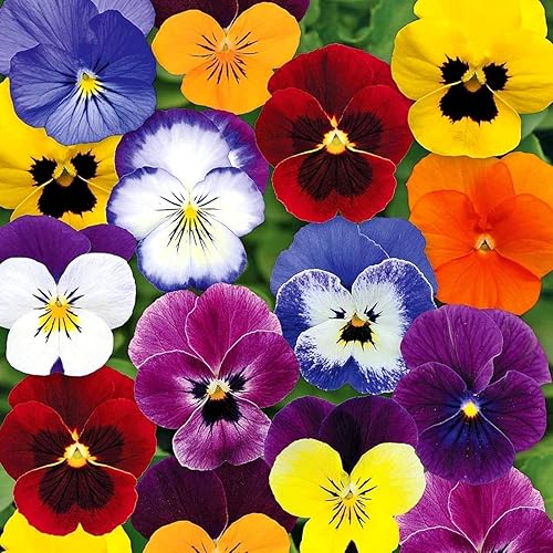 Viola Tricolor Seed Mix Viola Tricolor Wild Pansy Sweet Violets Johnny-Jump-Up Garden Pansy Jacea Tricolor 40+ Semillas para plantar flores