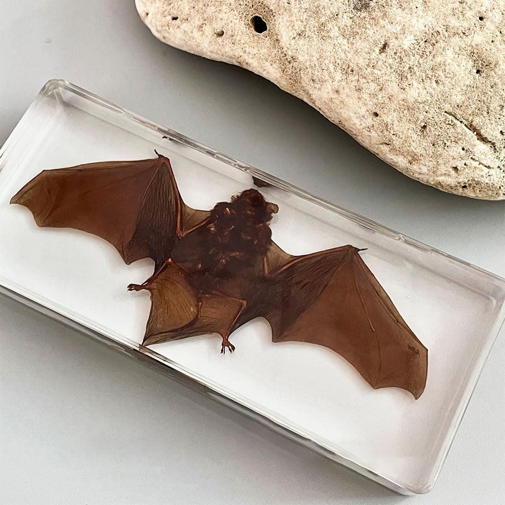 LARGE -Real Bat In Resin, Preserved Bat, Specimens In Resin, Oddities