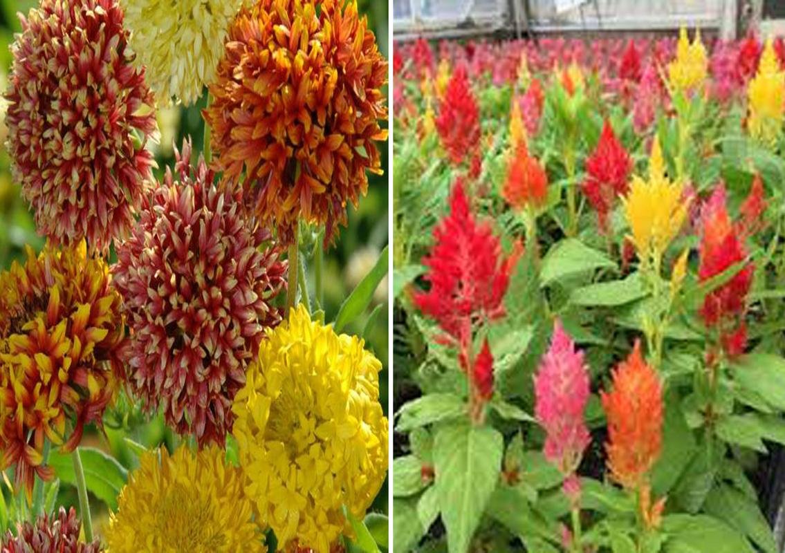 Gaillardia Duo Mixed and Celosia Seed (Pack Of 25 Seed * 2 Per Packet