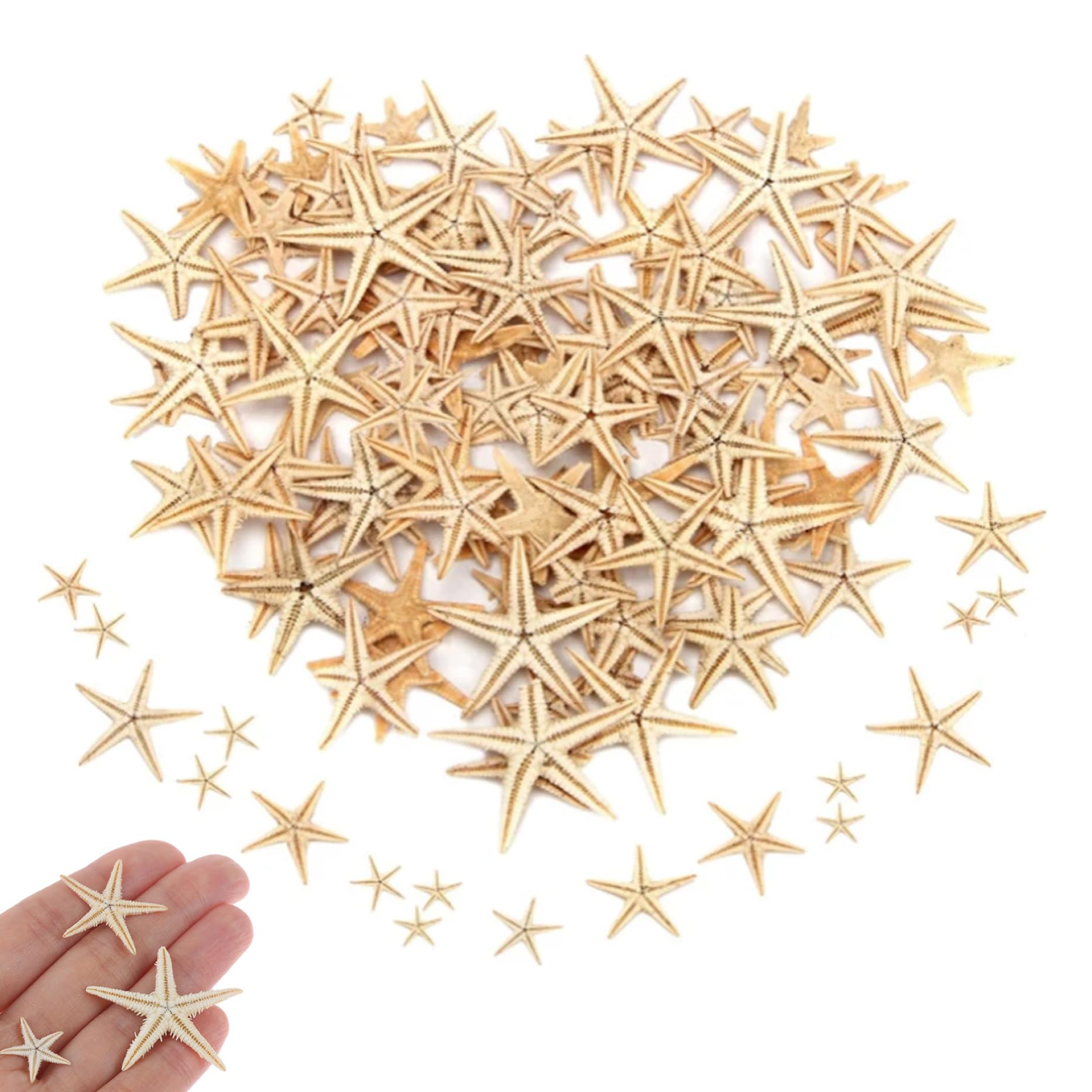 Conchas de mar naturales y estrellas para artesanías DIY de 1 a 5 cm