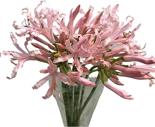 Miniatura 4 de 10 ramos de lirios de araña rosa de liccoris frescos, arreglos florales hidropónicos, regalos para decoración del hogar, cumpleaños, aniversarios,